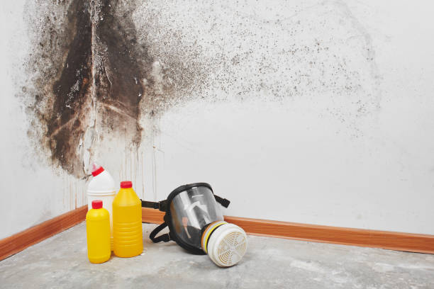 Best Residential Mold Removal  in Cape Neddick, ME