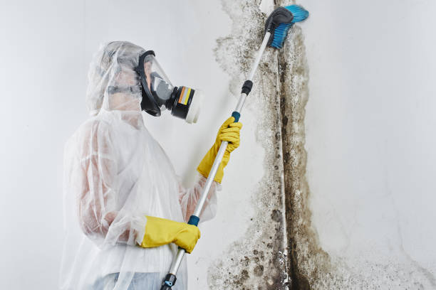 Attic Mold Removal in Cape Neddick, ME