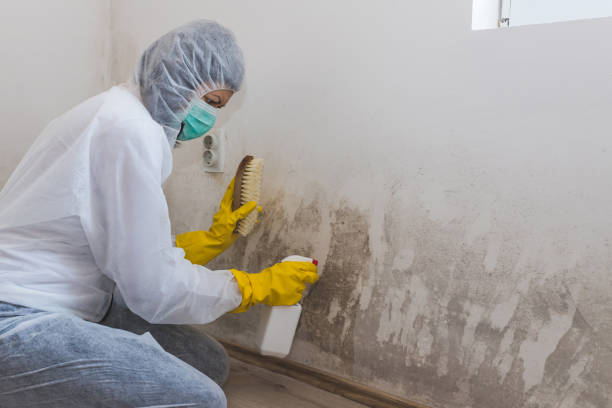 Best Professional Mold Removal  in Cape Neddick, ME