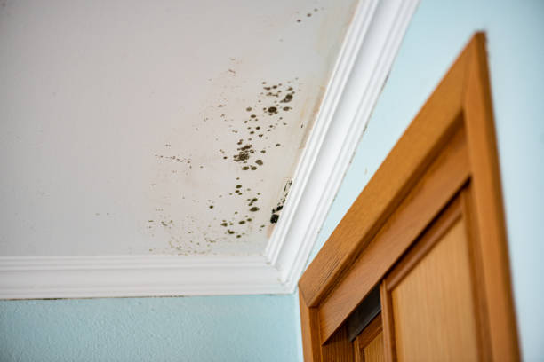 Best Residential Mold Removal  in Cape Neddick, ME