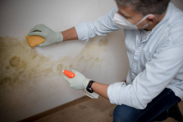 Best Emergency Mold Removal  in Cape Neddick, ME
