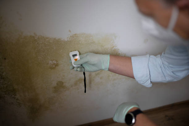 Best Same-Day Mold Removal  in Cape Neddick, ME