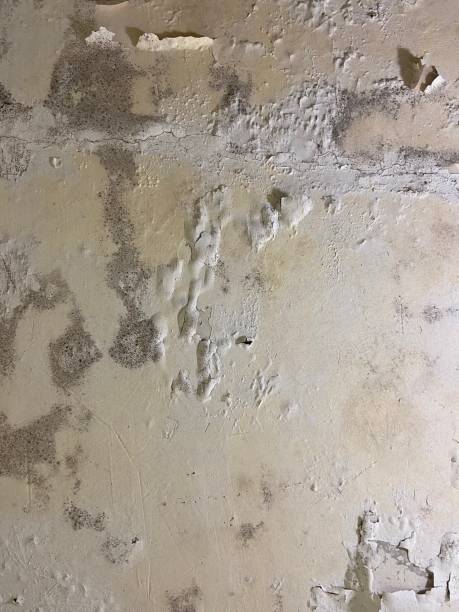 Best Home Mold Removal  in Cape Neddick, ME