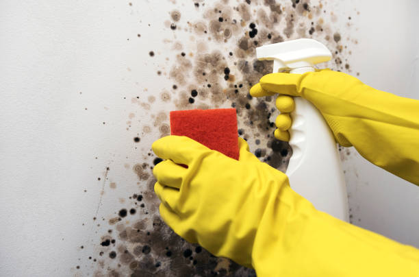 Best Mold Damage Repair  in Cape Neddick, ME