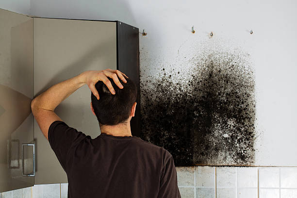 Best Same-Day Mold Removal  in Cape Neddick, ME