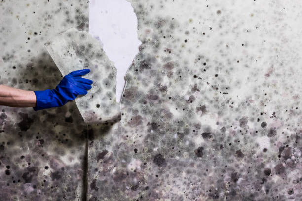 Best Crawl Space Mold Removal  in Cape Neddick, ME
