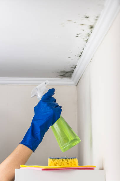 Crawl Space Mold Removal in Cape Neddick, ME