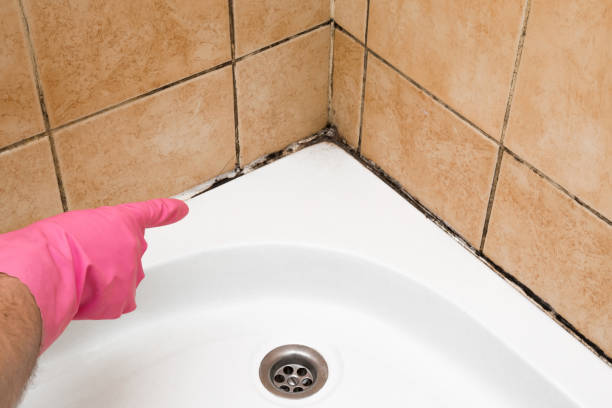 Best Attic Mold Removal  in Cape Neddick, ME